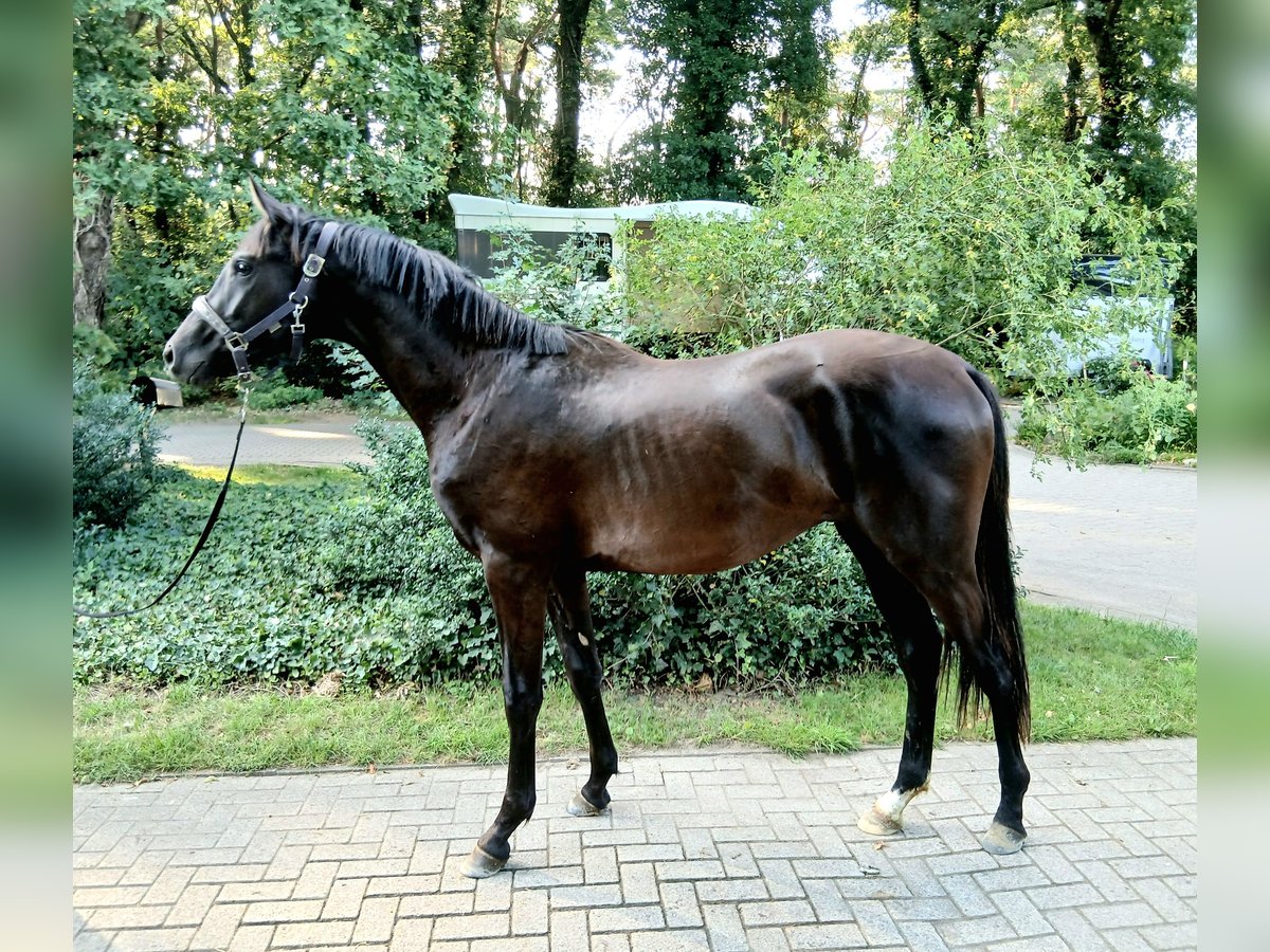 Hannoveraner Hengst 2 Jahre 165 cm Rappe in Barenburg