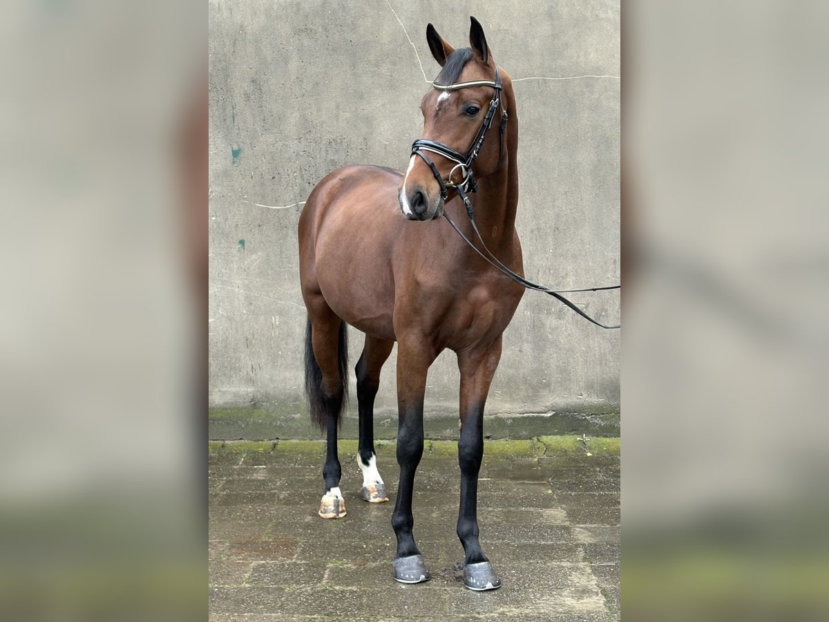 Hannoveraner Hengst 2 Jahre 166 cm Brauner in Neuhaus an der Oste Hannoveraner Hengst 2 Jahre 166 cm Brauner in Neuhaus an der Oste