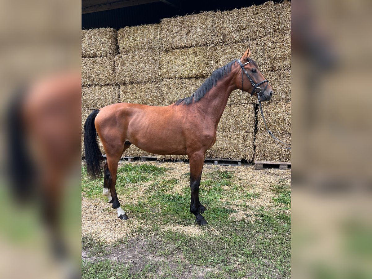 Hannoveraner Hengst 2 Jahre 167 cm Brauner in Heidgraben