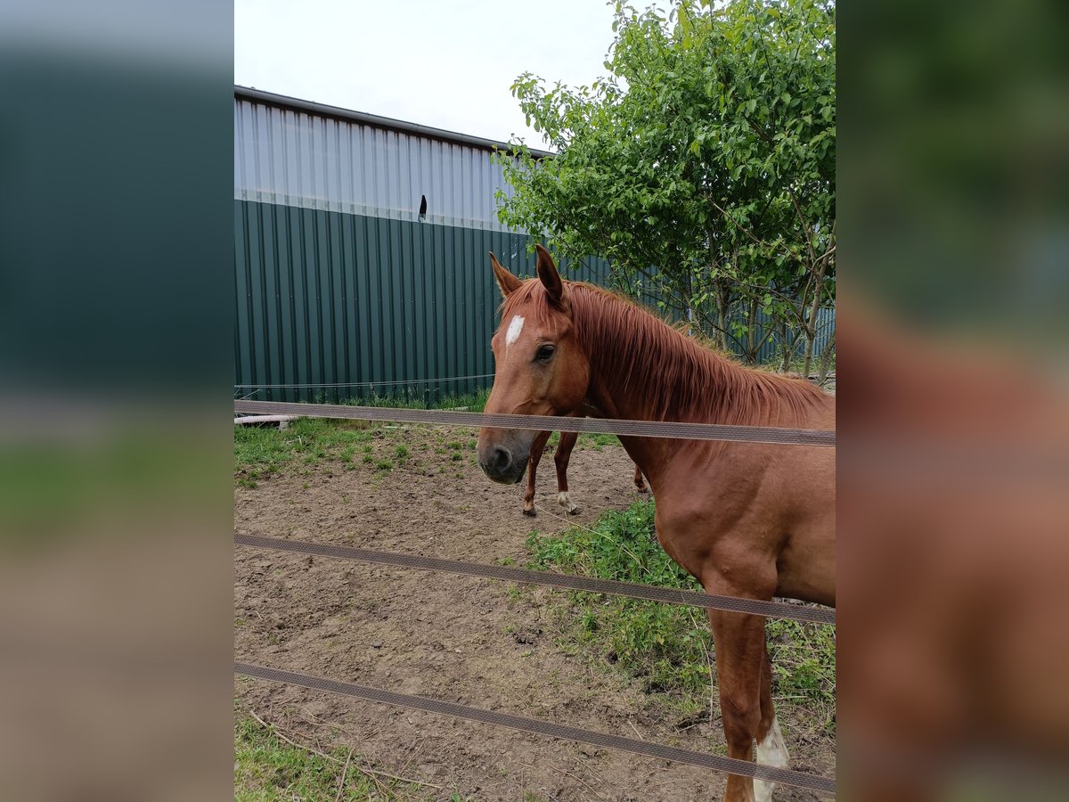 Hannoveraner Hengst 2 Jahre 168 cm Fuchs in Rehburg-Loccum Münchehagen