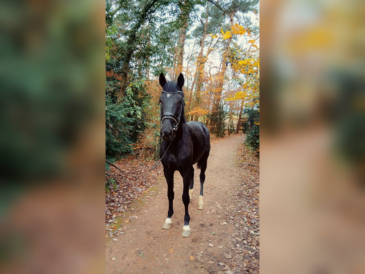 Hannoveraner Hengst 2 Jahre 168 cm Rappe in Barenburg