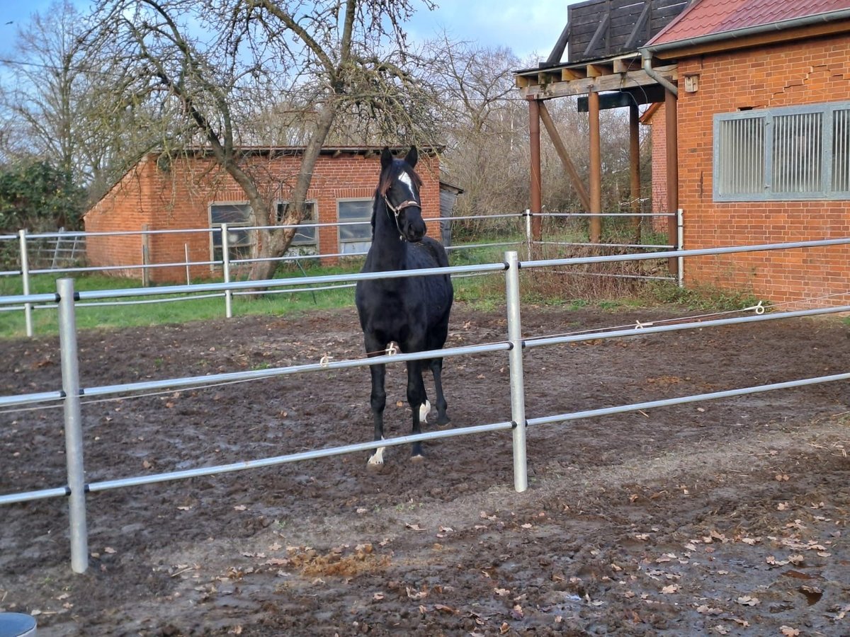 Hannoveraner Hengst 2 Jahre 168 cm Rappe in Rethem