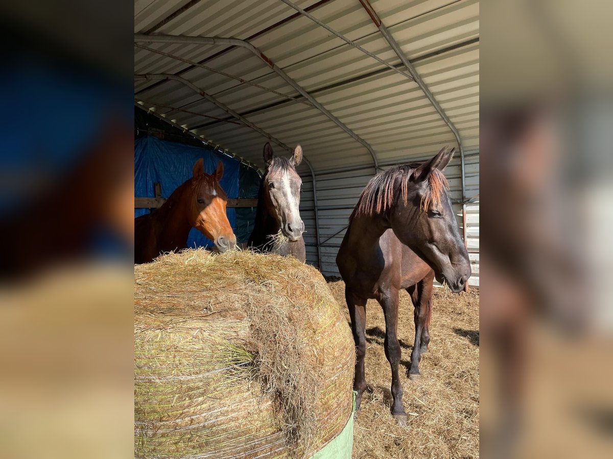 Hannoveraner Hengst 2 Jahre 180 cm Rappe in Gro&#xDF;heide Berumerfehn