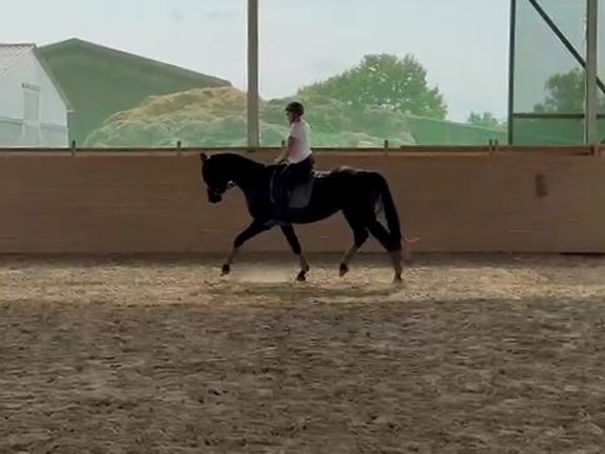 Hannoveraner Hengst 3 Jahre 167 cm Rappe in Heilbronn