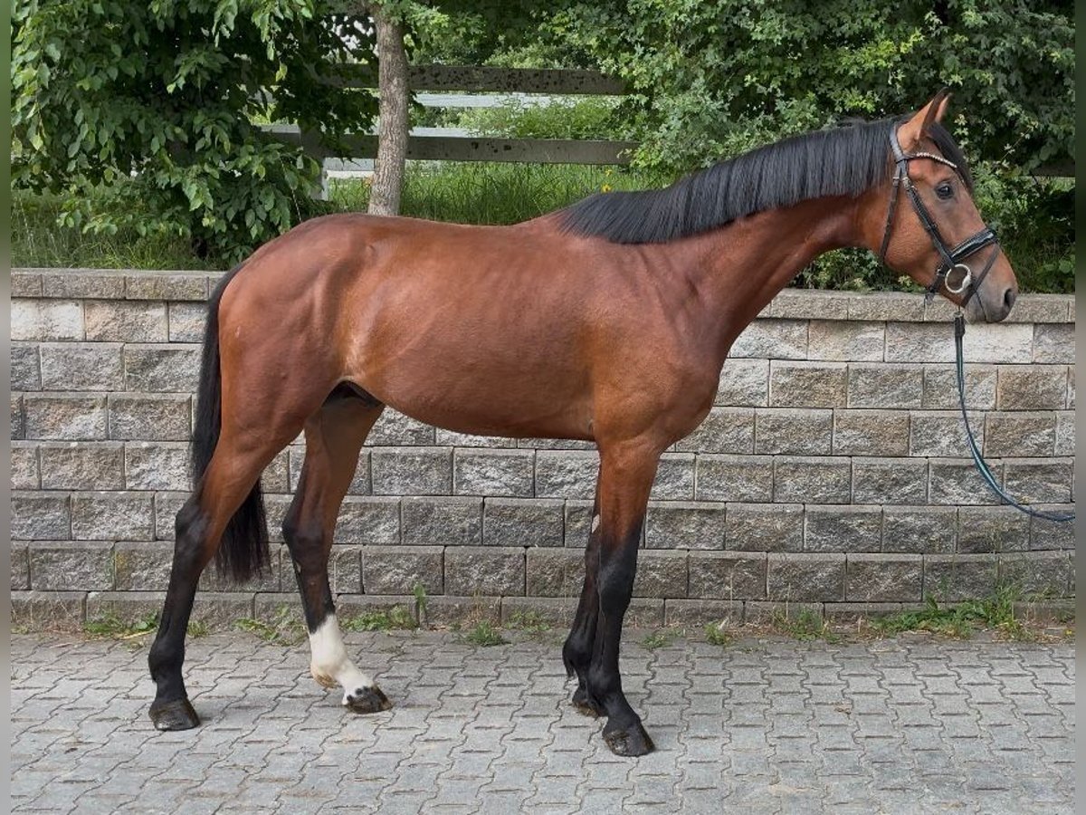 Hannoveraner Hengst 3 Jahre 169 cm Brauner in Unna