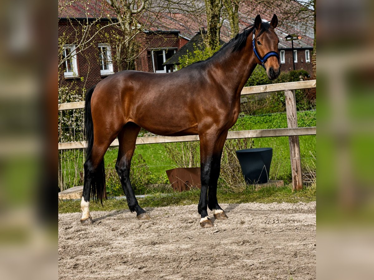 Hannoveraner, Hengst in Vechta