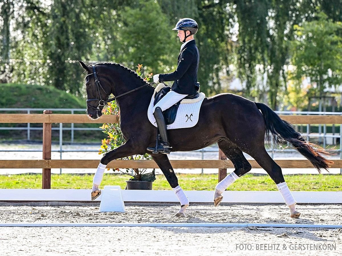 Hannoveraner Hengst 3 Jahre 169 cm Rappe in Verden