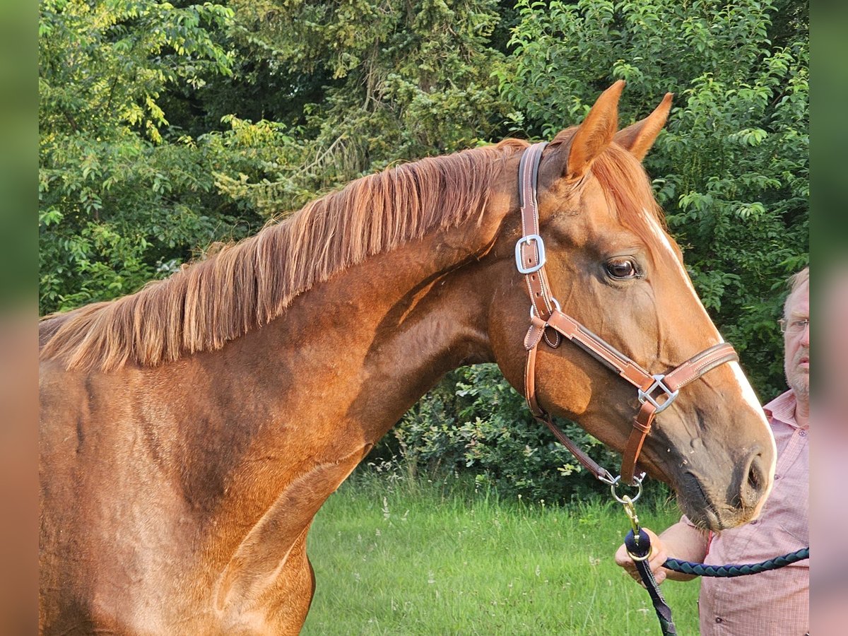 Hannoveraner Hengst 3 Jahre 172 cm Fuchs in Walchum