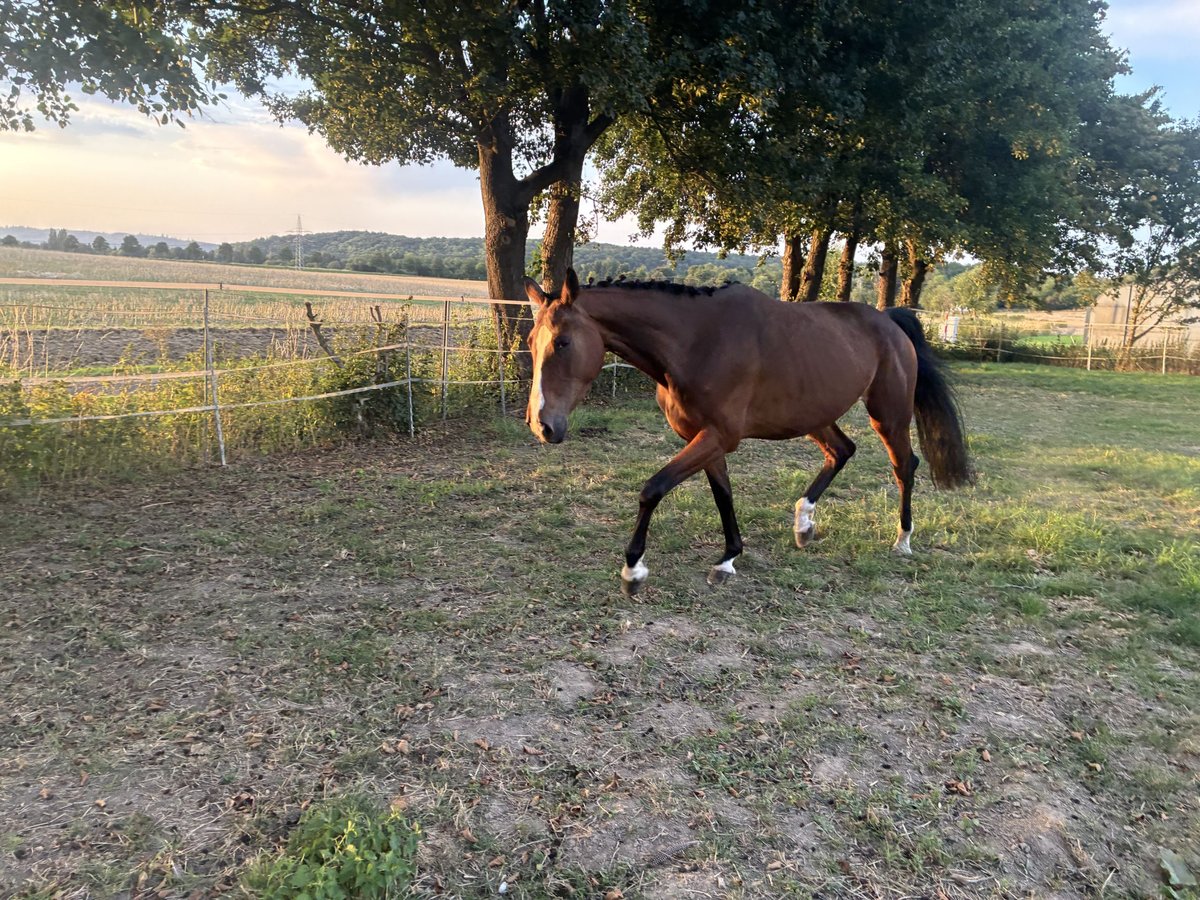 Hannoveraner Hengst 4 Jahre 161 cm Brauner in Moringen