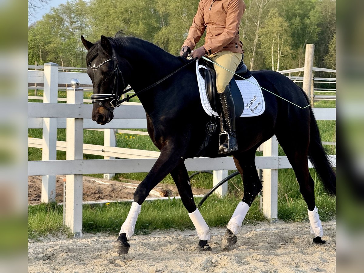 Hannoveraner Hengst 4 Jahre 168 cm Rappe in Ottersberg