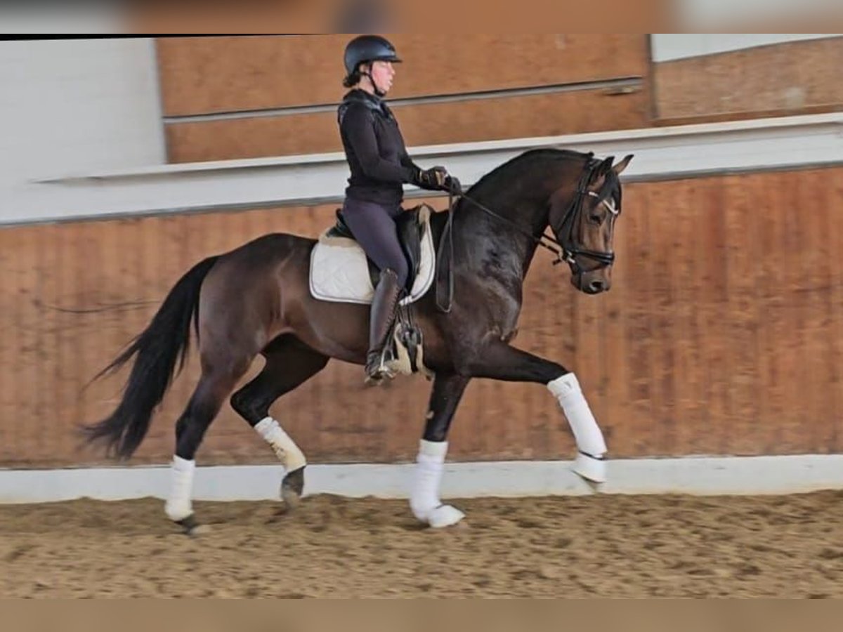 Hannoveraner Hengst 4 Jahre 169 cm Dunkelbrauner in Lippetal