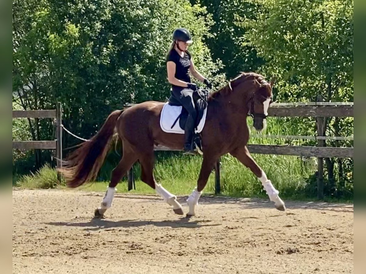 Hannoveraner Hengst 4 Jahre 170 cm Fuchs in Hude (Oldenburg)