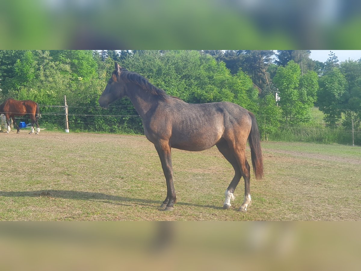 Hannoveraner Mix Hengst 4 Jahre in Petersberg