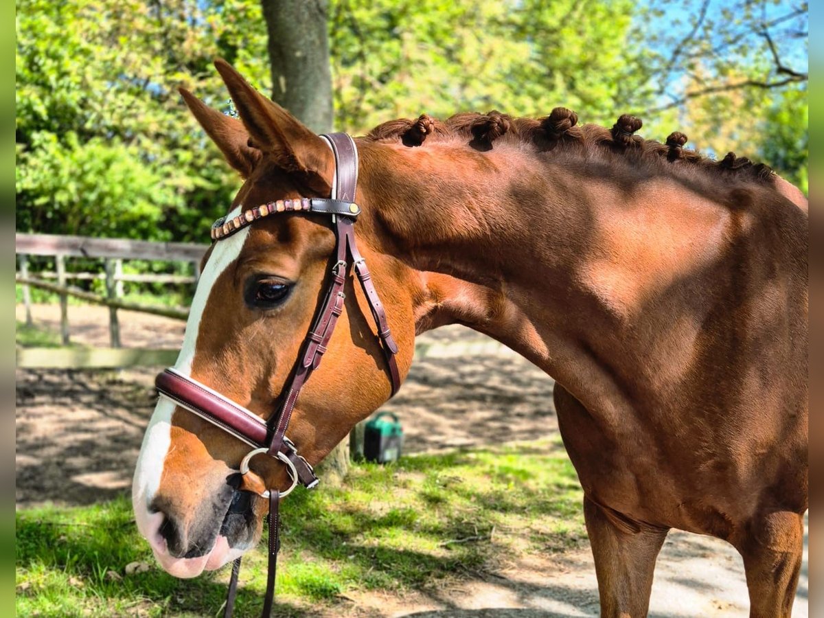 Hannoveraner Hengst 4 Jahre Fuchs in Biberist