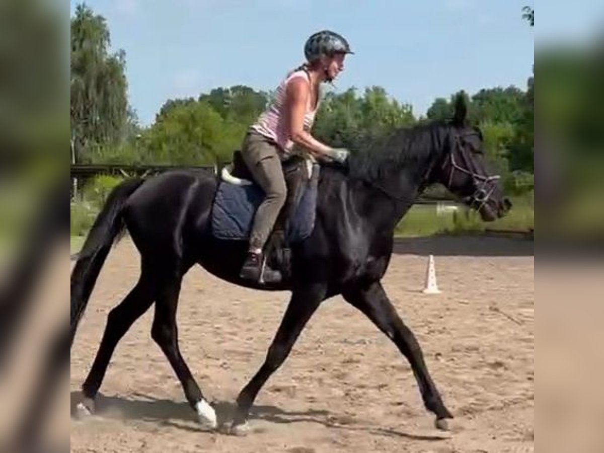Hannoveraner Hengst 5 Jahre 168 cm Rappe in Petersberg