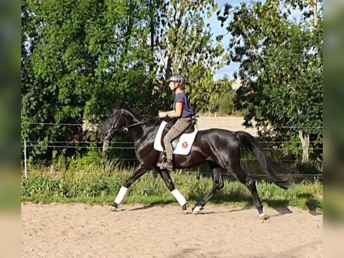 Hannoveraner Hengst 5 Jahre 168 cm Rappe in Petersberg