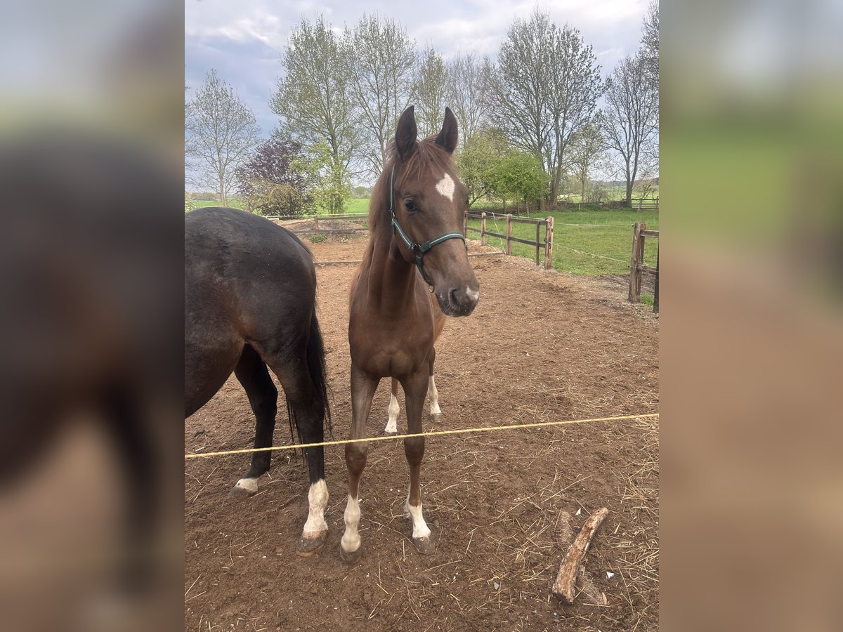 Hannoveraner Hengst 5 Jahre 170 cm Dunkelfuchs in Uelzen