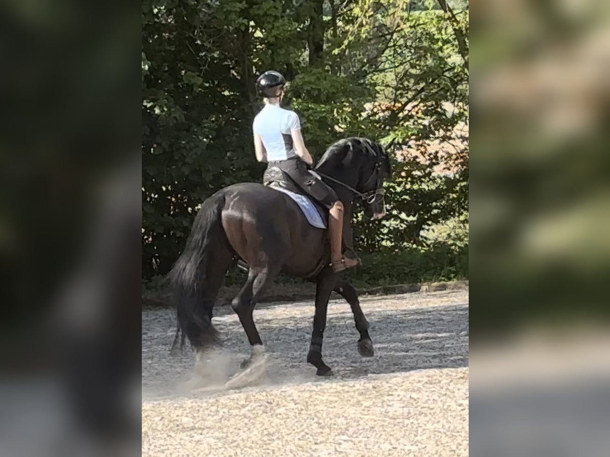 Hannoveraner Hengst 5 Jahre 174 cm Rappe in Vechta Hannoveraner Hengst 5 Jahre 174 cm Rappe in Vechta
