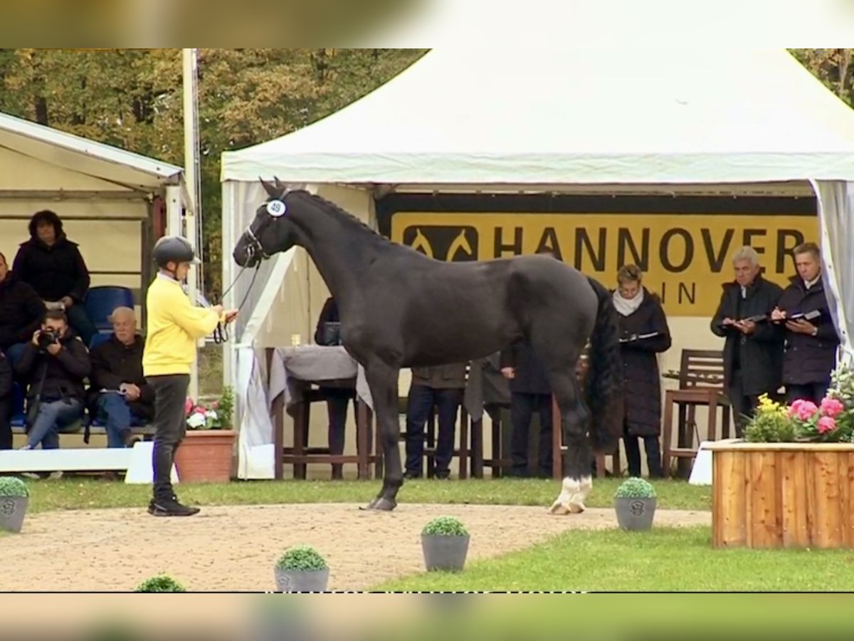 Hannoveraner Hengst 6 Jahre 169 cm Rappe in 27283 Hannoveraner Hengst 6 Jahre 169 cm Rappe in 27283