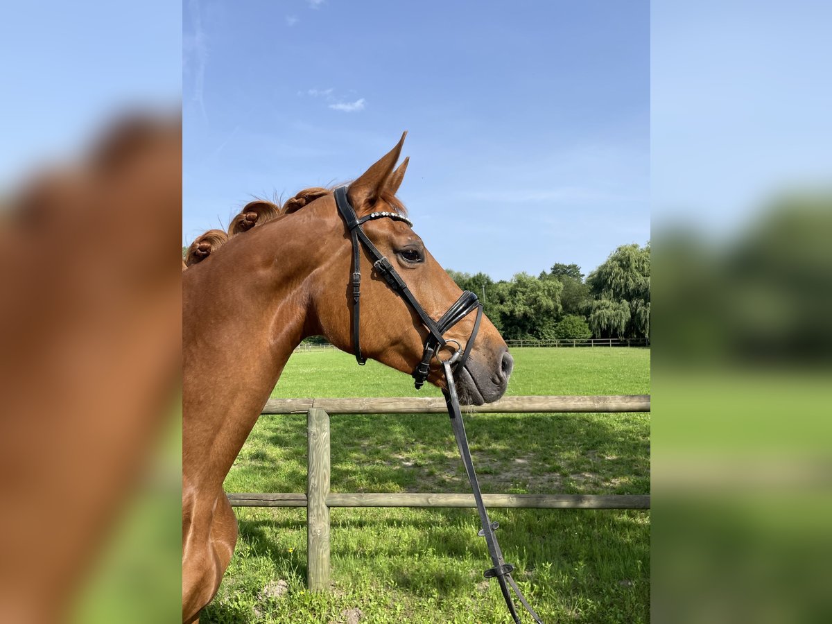 Hannoveraner Hengst 6 Jahre 174 cm Fuchs in Lahr/SchwarzwaldLahr