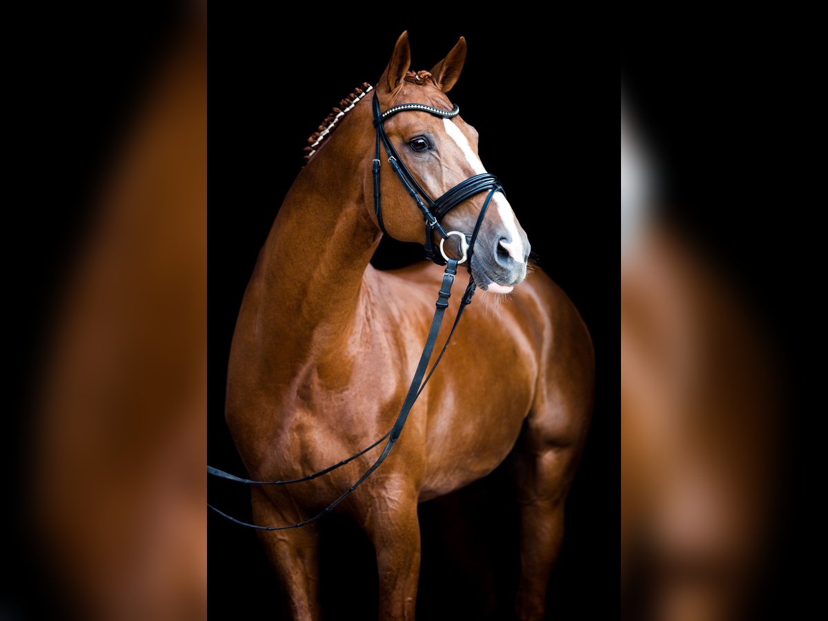 Hannoveraner Hengst in Celle