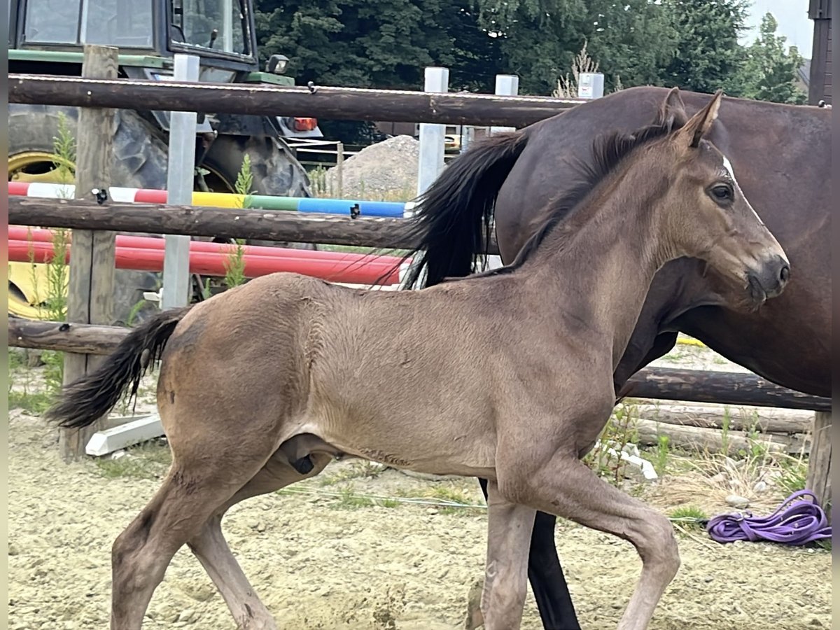 Hannoveraner Hengst Fohlen (05/2025) 103 cm in Kevelaer