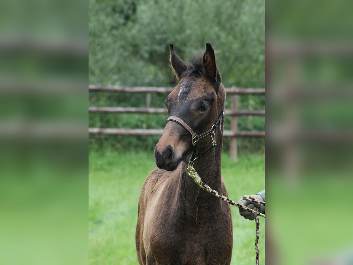 Hannoveraner Hengst Fohlen (04/2025) 165 cm Dunkelbrauner in Stubben