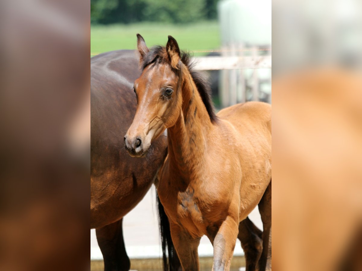 Hannoveraner Hengst  168 cm Brauner in Wingst