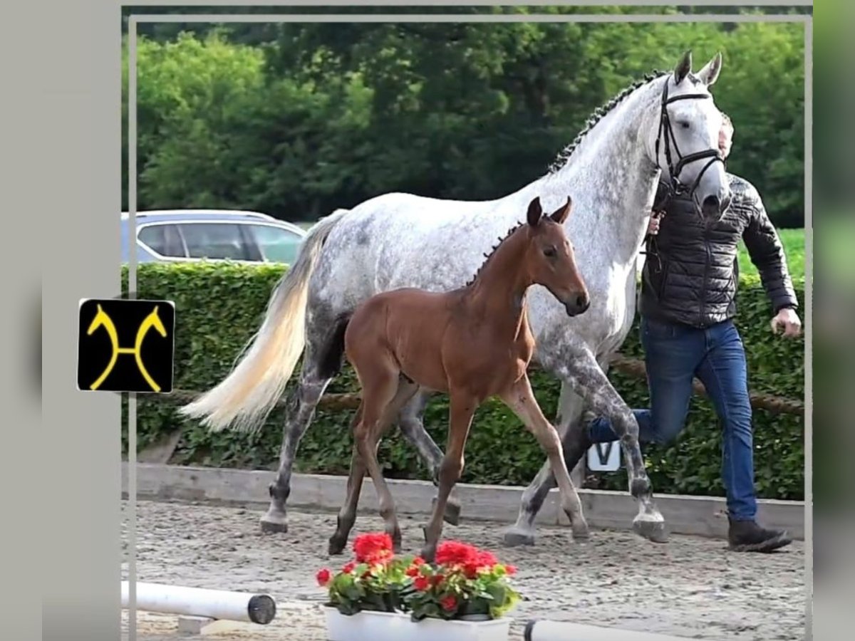Hannoveraner Hengst Fohlen (04/2025) 168 cm Dunkelbrauner in Bad Bentheim