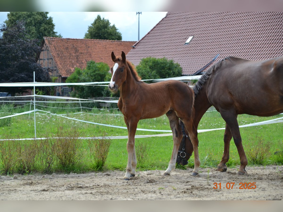 Hannoveraner Hengst Fohlen (04/2025) 168 cm Dunkelfuchs in Neustadt