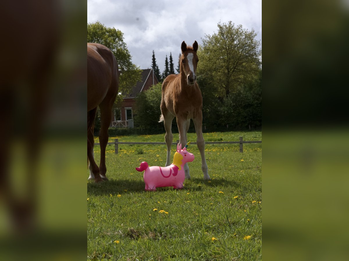 Hannoveraner Hengst  168 cm Fuchs in Stafstedt