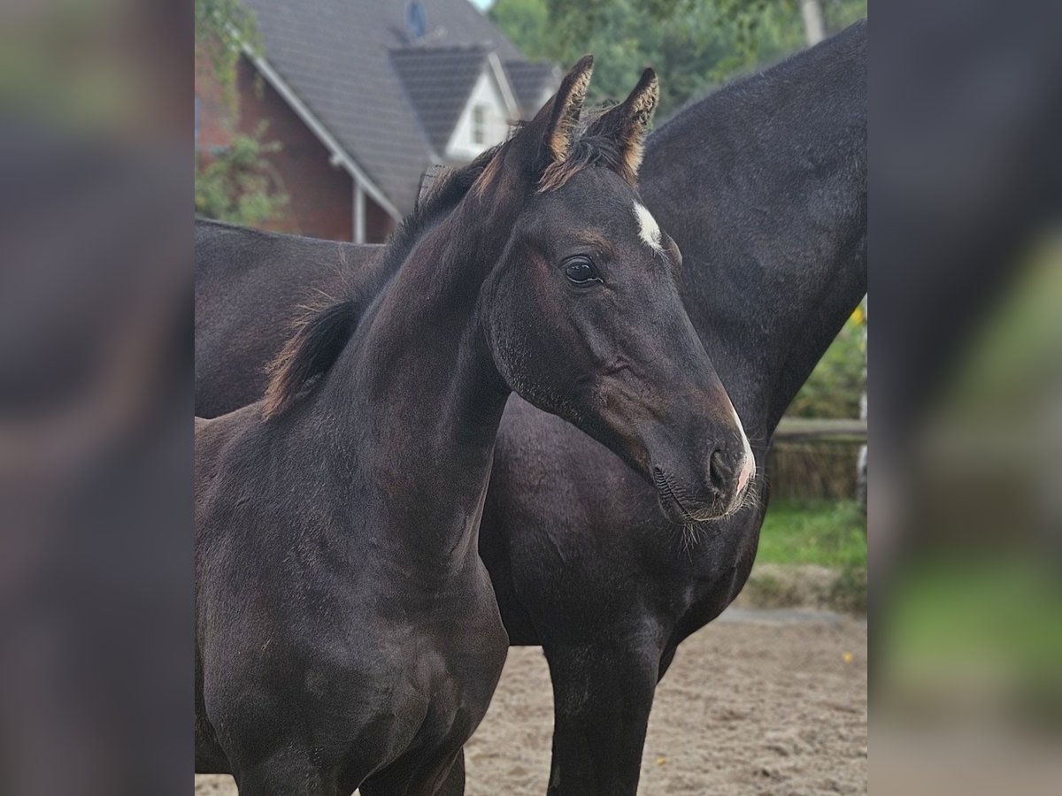 Hannoveraner Hengst Fohlen (04/2025) 168 cm Rappe in Tespe