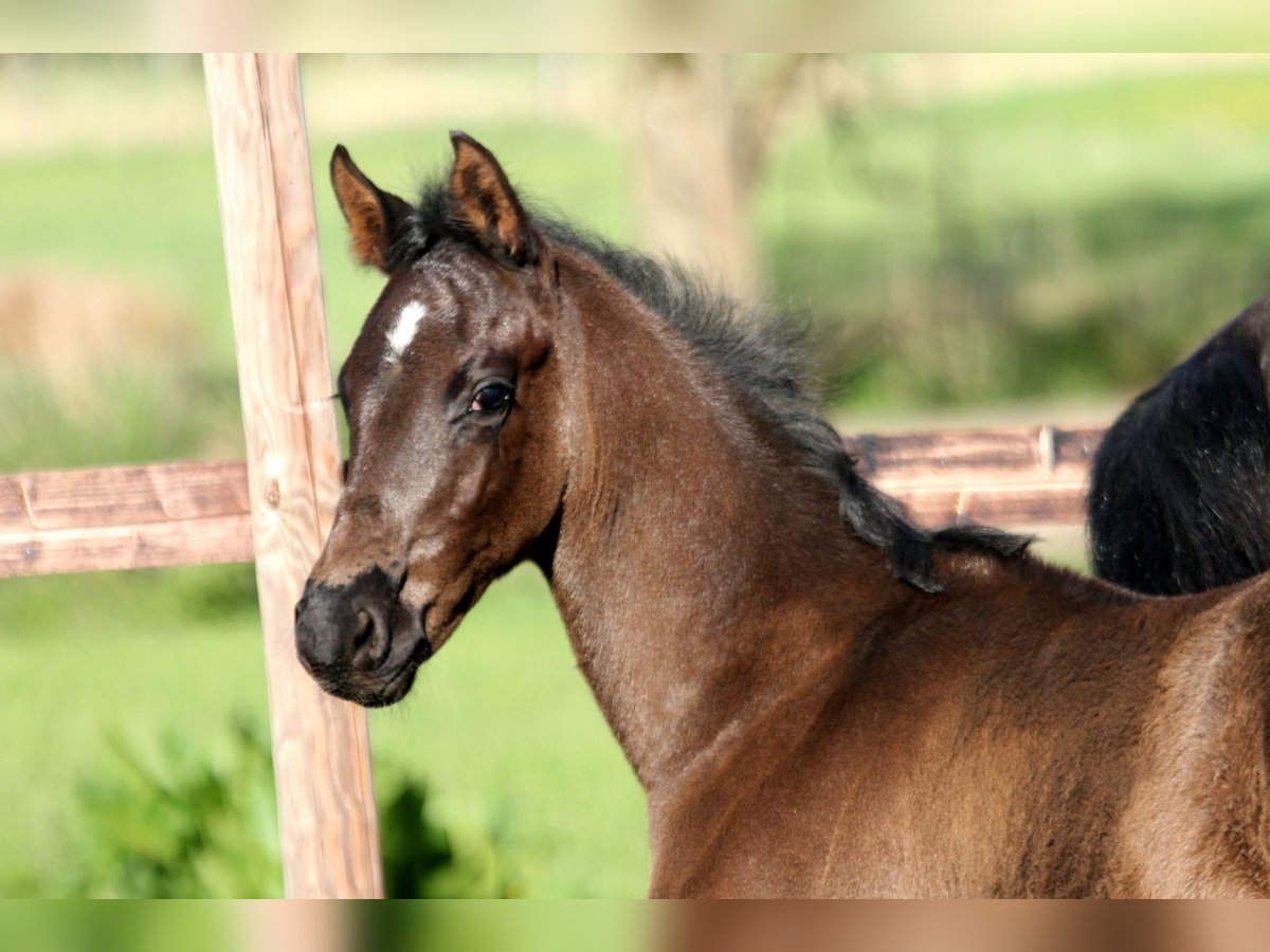 Hannoveraner Hengst  168 cm Rappe in Kutenholz