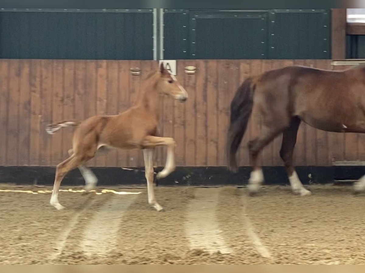 Hannoveraner Hengst  169 cm Fuchs in Walsrode