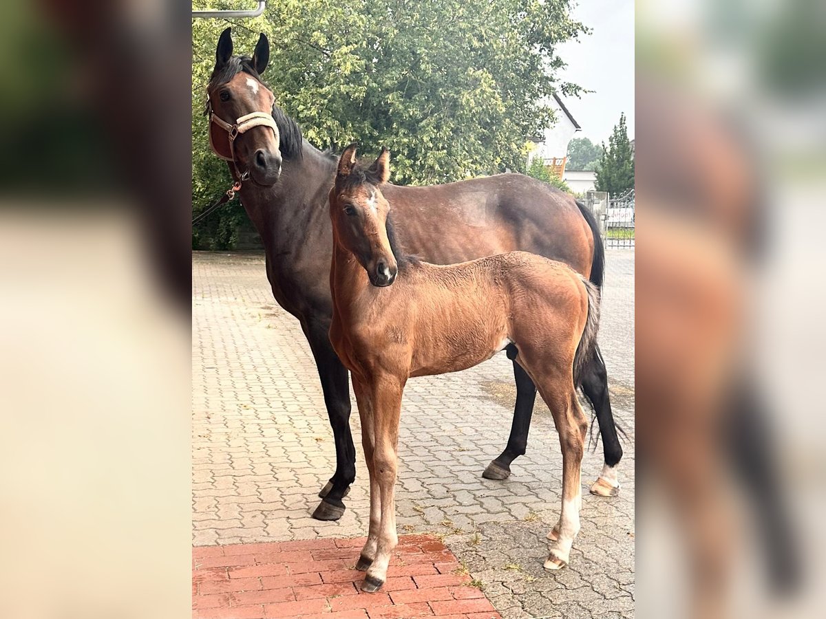 Hannoveraner, Hengst in Bröckel