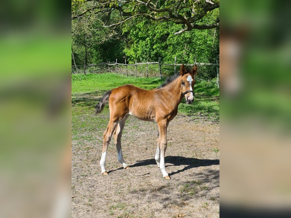 Hannoveraner Hengst  170 cm Brauner in Osterholz-Scharmbeck