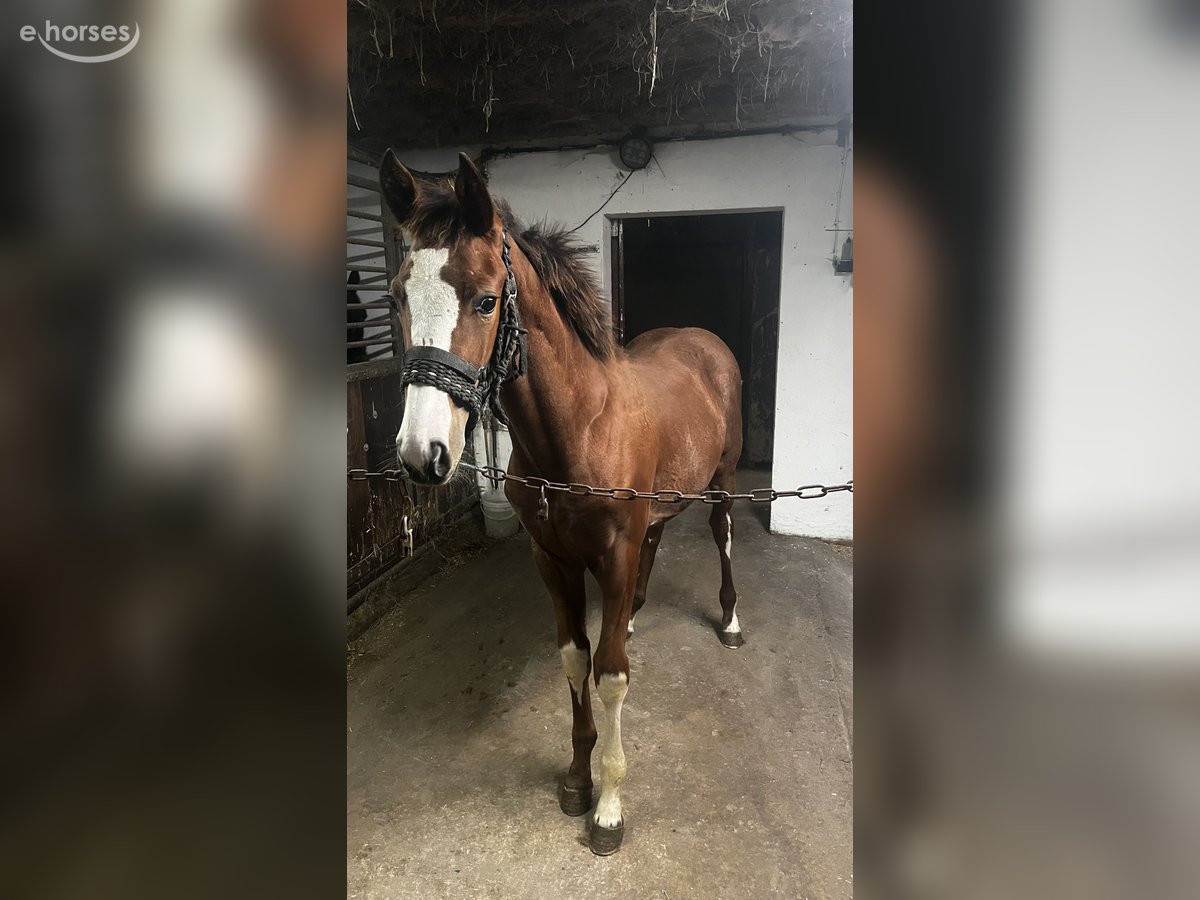 Hannoveraner, Hengst in Wagenfeld