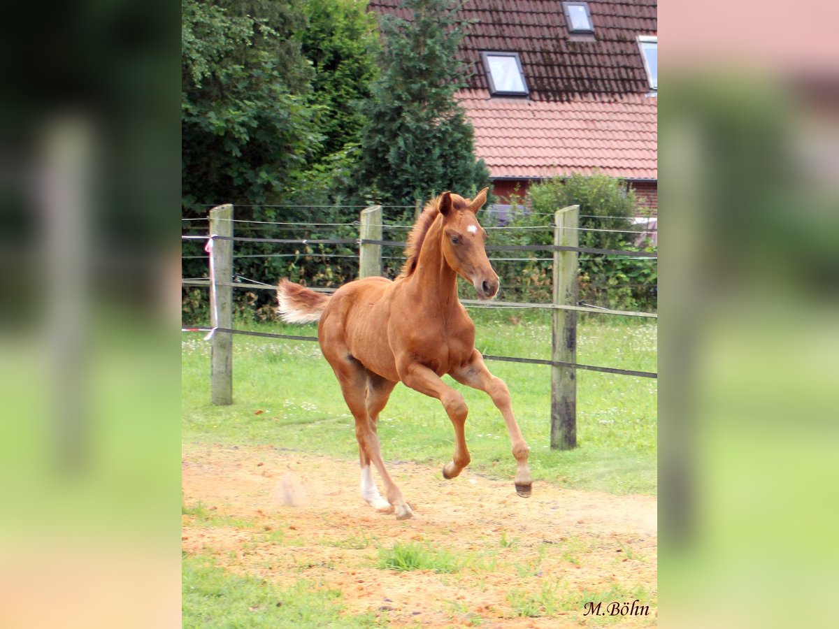 Hannoveraner Hengst  170 cm Dunkelfuchs in Harsefeld
