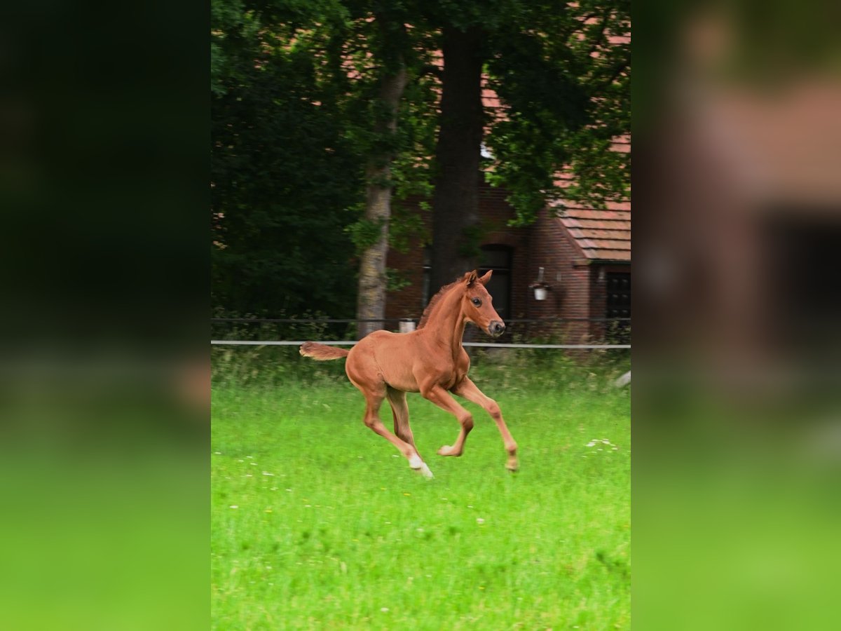 Hannoveraner Hengst  170 cm Dunkelfuchs in Westerstede