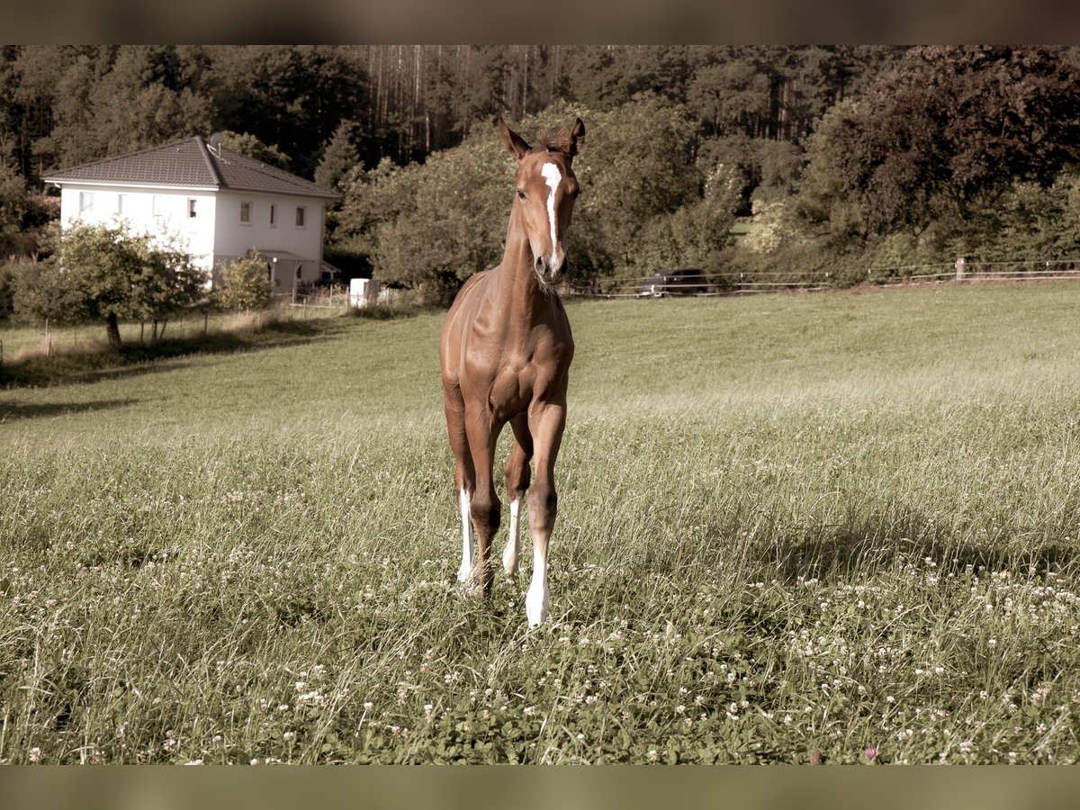 Hannoveraner Hengst Fohlen (05/2025) 170 cm Fuchs in Lautertal