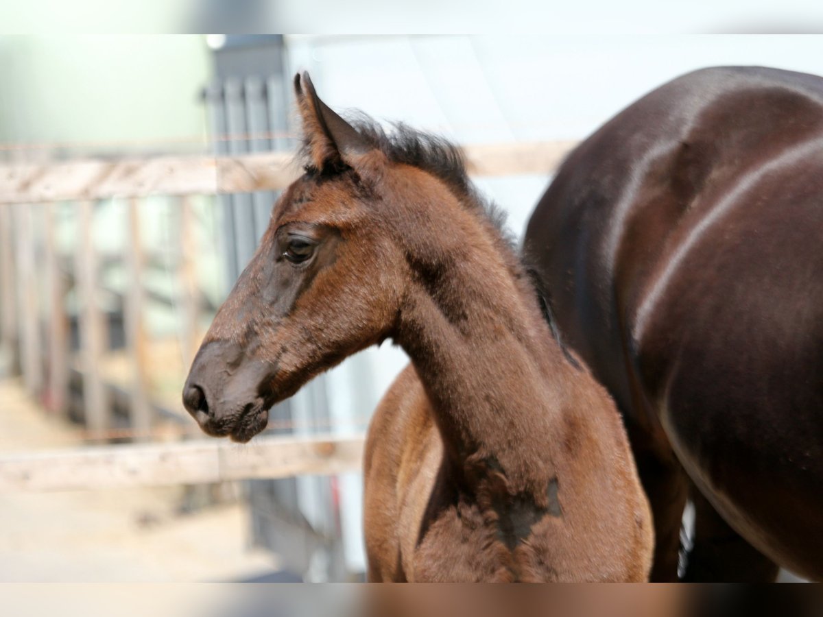 Hannoveraner Hengst  170 cm Rappe in Wingst