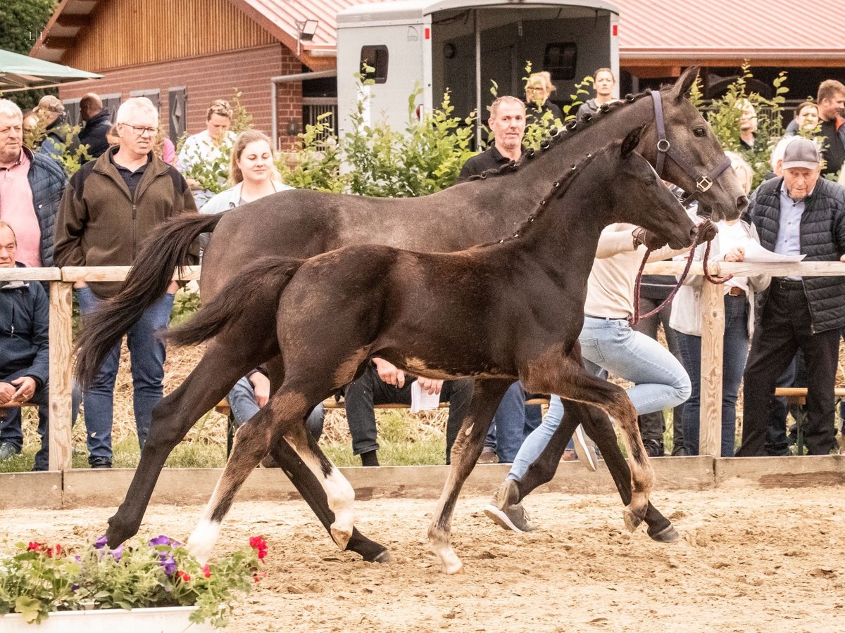 Hannoveraner Hengst  170 cm Rappe in Wagenfeld
