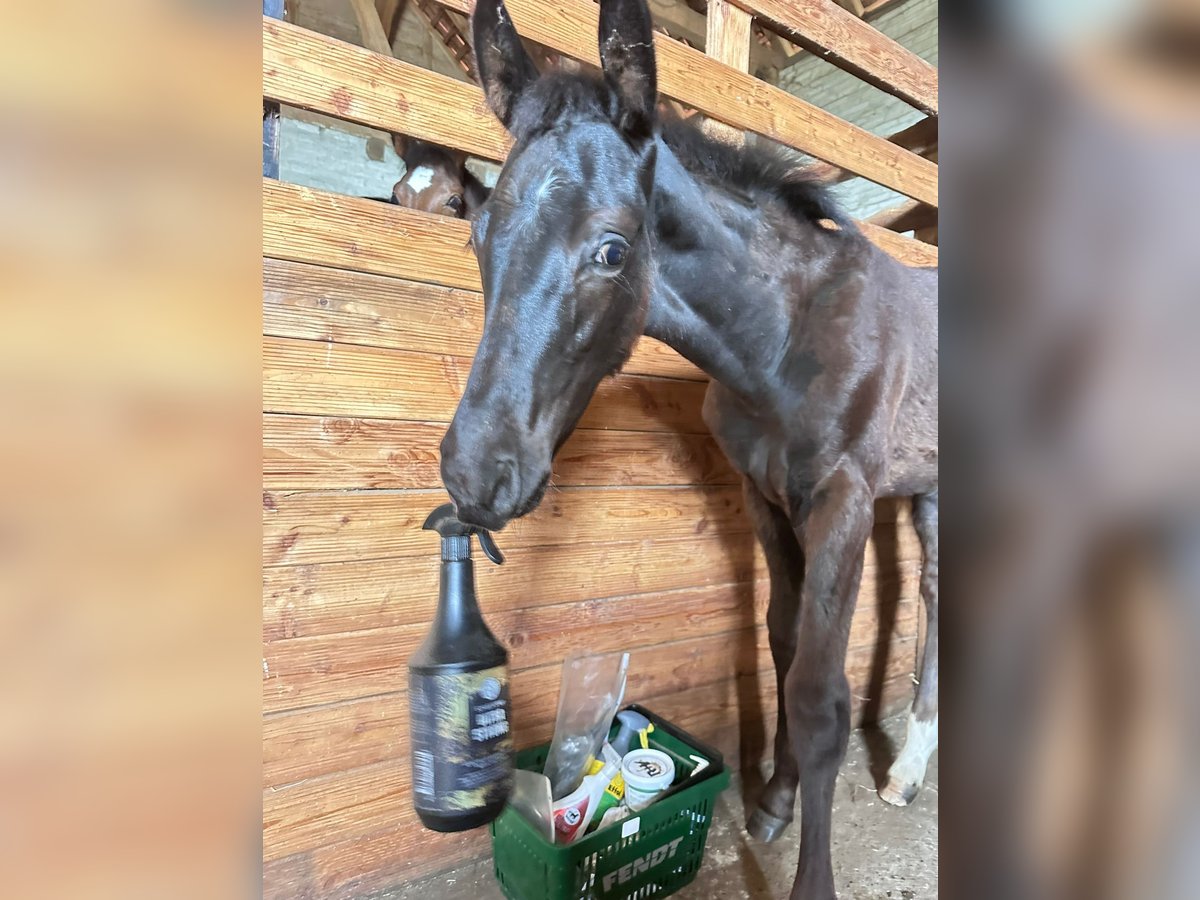 Hannoveraner, Hengst in Bröckelöckel
