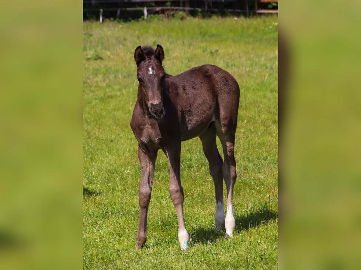 Hannoveraner Hengst  173 cm Rappe in Visbek