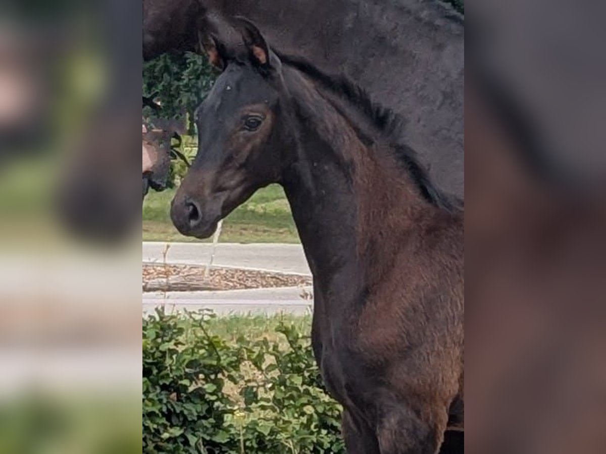 Hannoveraner Hengst  174 cm Rappe in Grafeld