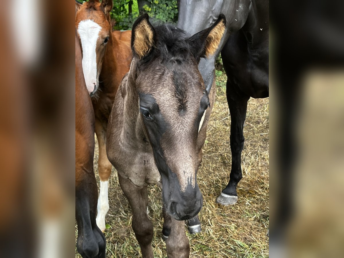 Hannoveraner Hengst Fohlen (06/2025) 175 cm Rappe in Neukirchen