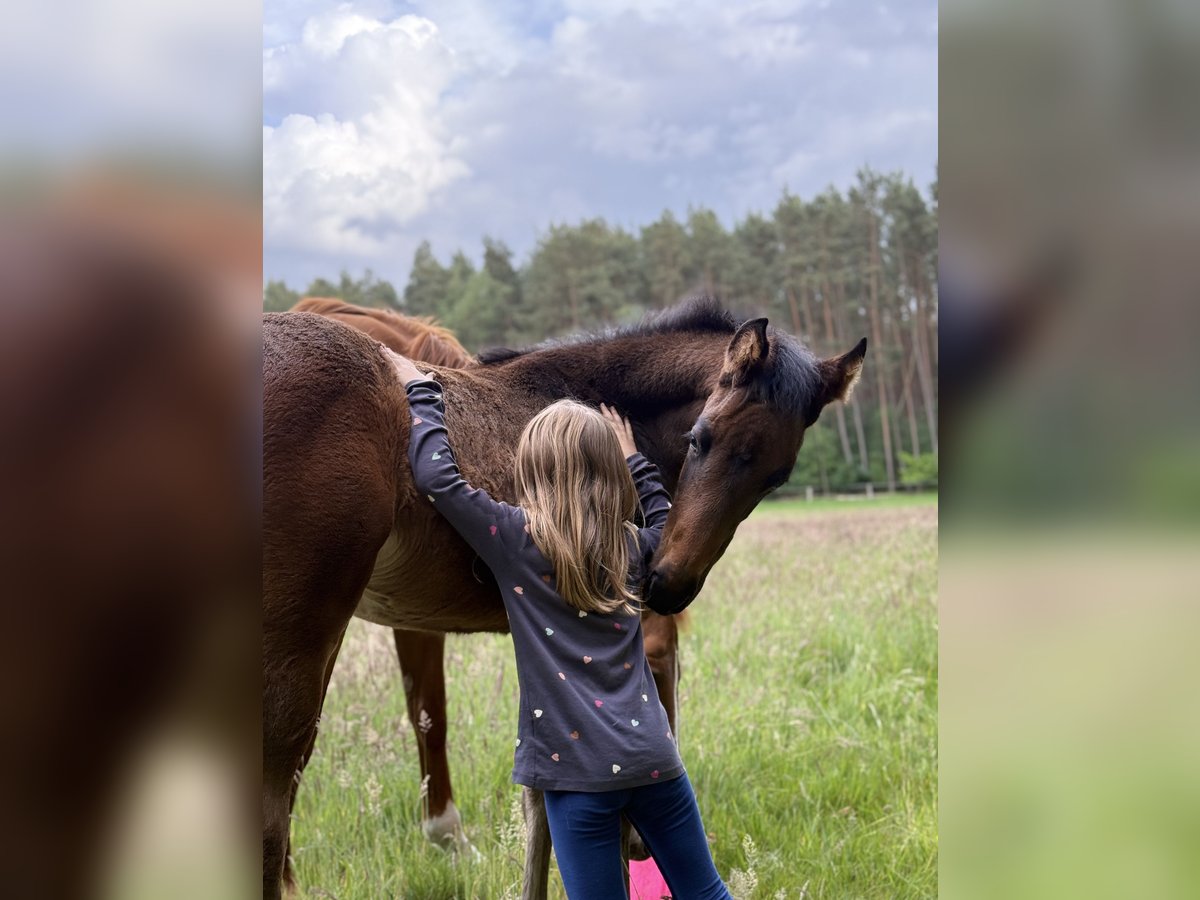 Hannoveraner Hengst  180 cm Schwarzbrauner in Dahlenburg