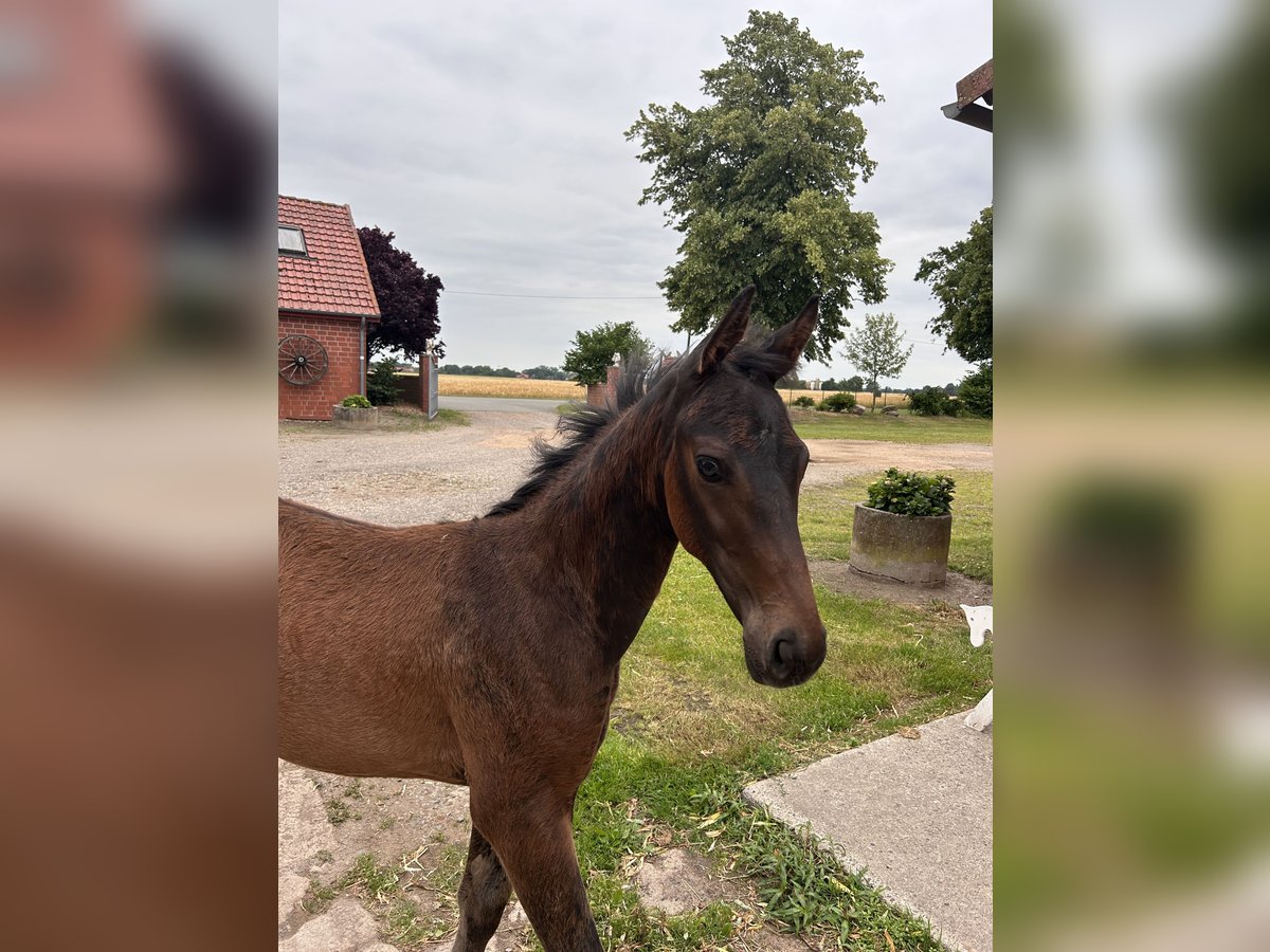 Hannoveraner Hengst  Brauner in Balge