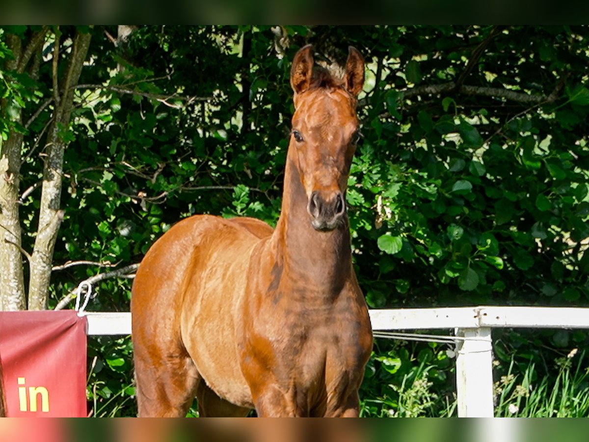 Hannoveraner Hengst  Brauner in Celle