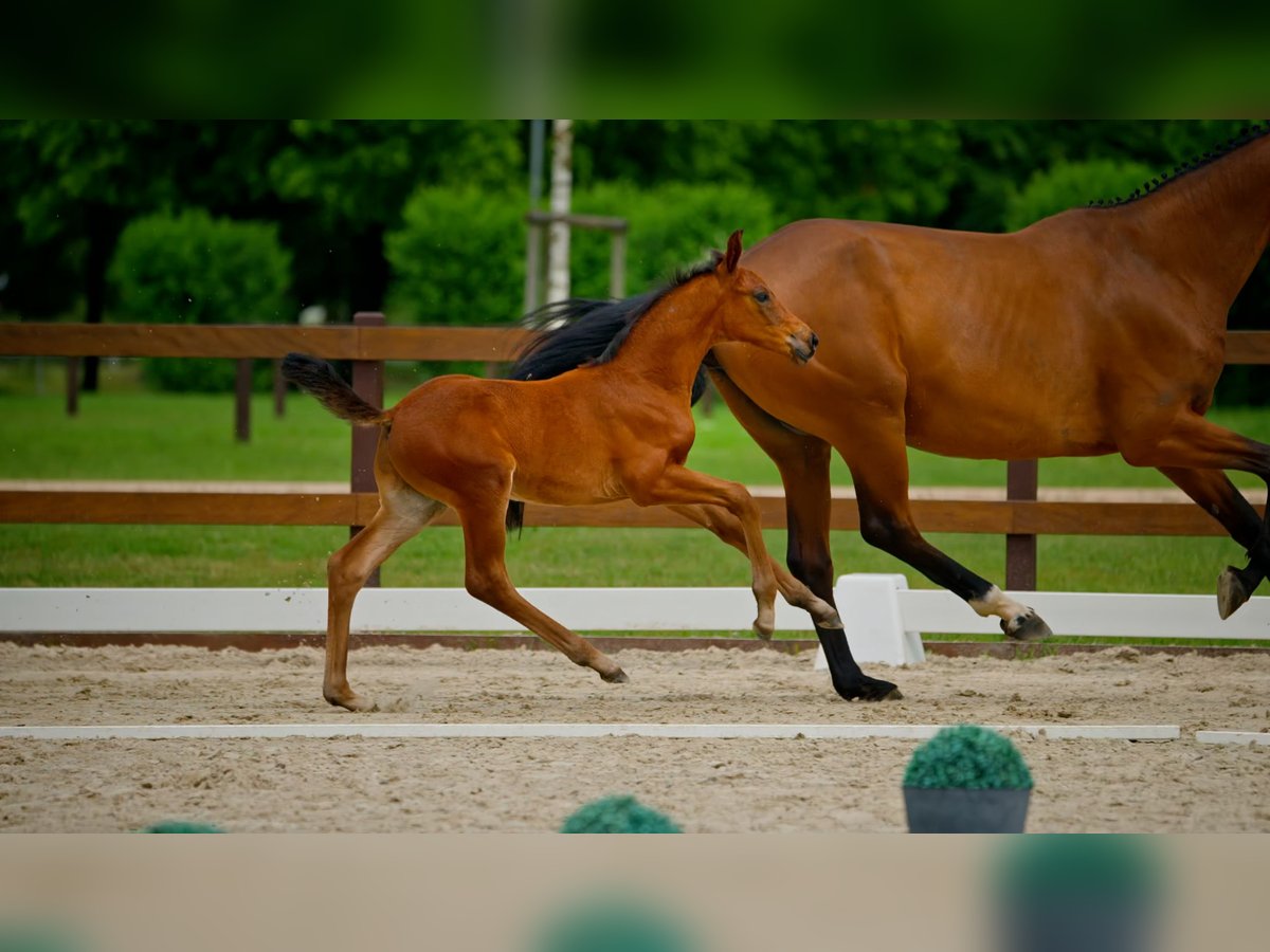 Hannoveraner Hengst  Brauner in Lilienthal